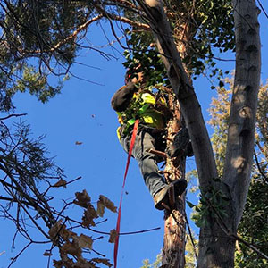 P & H Tree Service and Landscaping LLC